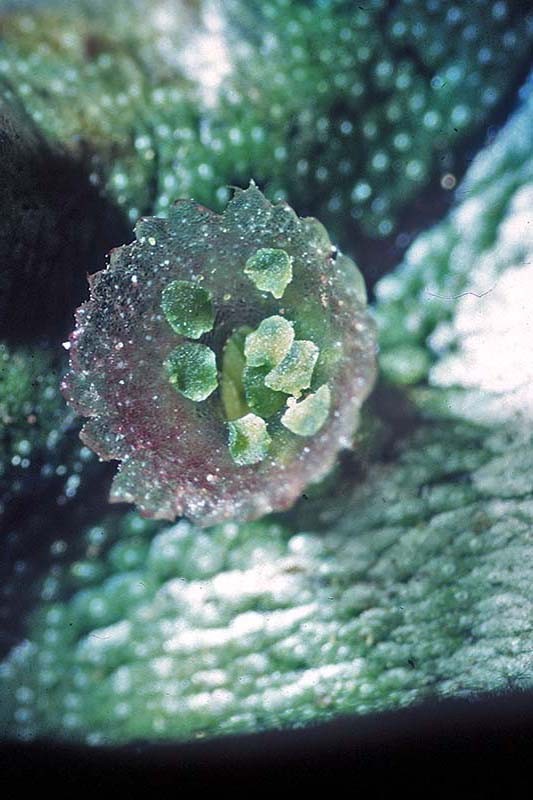 marchantia_2(800)