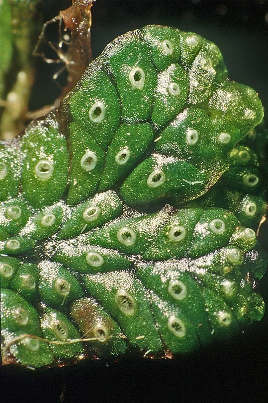 marchantia_1(800)