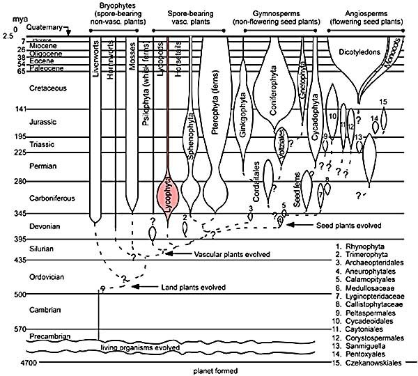 evo_lycophyta(600)