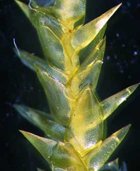 Name of common moss