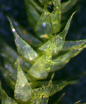 Ctenidium pubescens 1495-0741-600