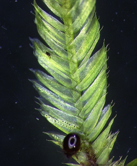 Name of common moss