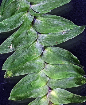 Name of common moss