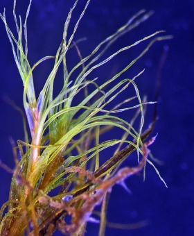 Name of common moss