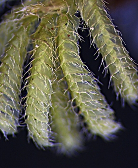 Name of common moss