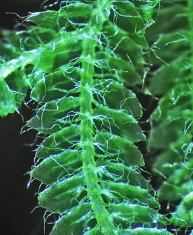 Name of common moss