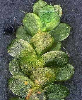 Calyptrochaeta cristata 1451-ventral-600