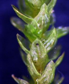 Cryphaea chlorophyllosa -I1255-0062-2