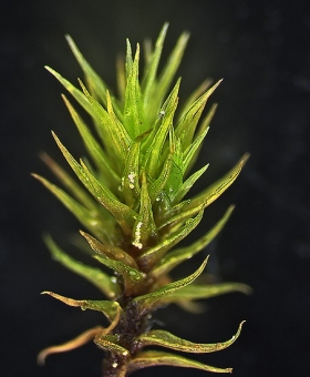 ceratodon_purp819_br26-600