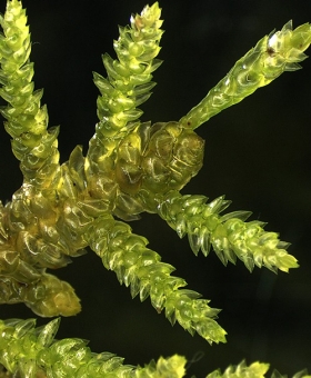 Name of common moss