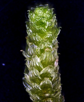 Name of common moss