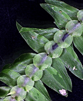 Name of common moss