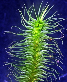 common-cyrtopus_set174_br1