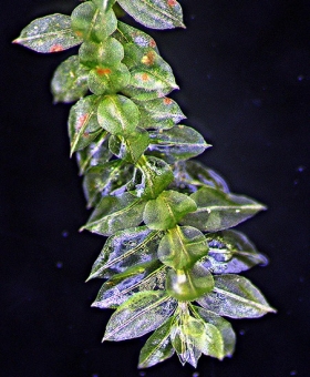 Name of common moss