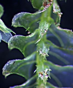 Name of common moss