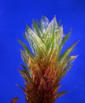 Name of common moss