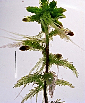 sphagnum sp.737_stem56-600
