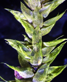 Name of common moss