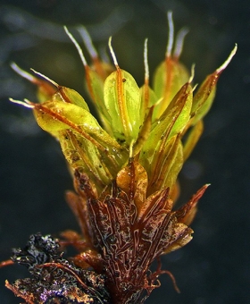 Syntrichia  antarctica 585_br12-600