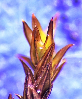 Schistidium apocarpum IMG_1181-600