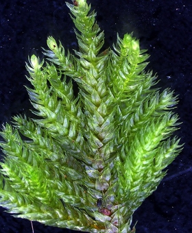 Name of common moss