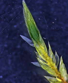 Name of common moss