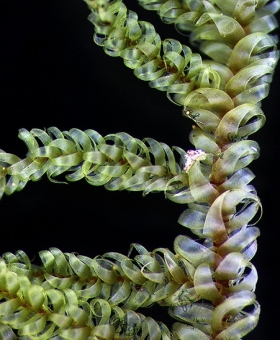 Name of common moss