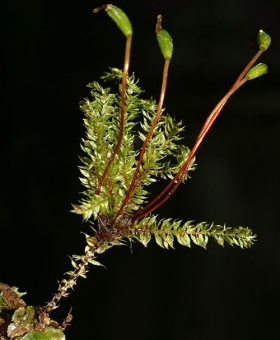 Name of common moss