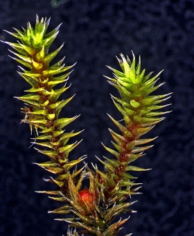 Name of common moss