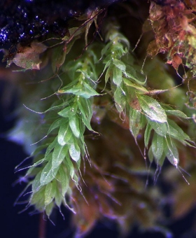 Name of common moss
