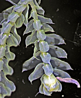 Name of common moss