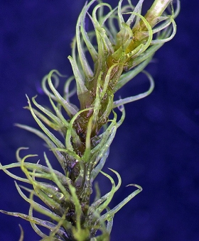 Name of common moss