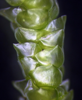 Leaves