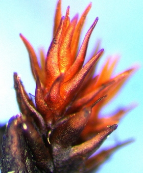 Name of common moss