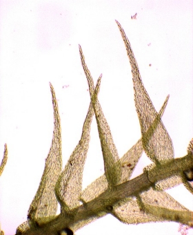 Name of common moss