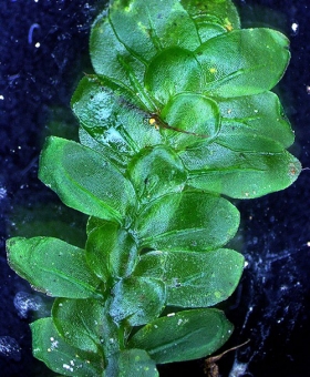 Name of common moss