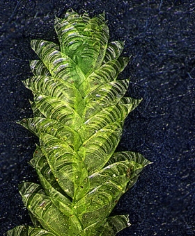 Name of common moss