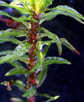 Name of common moss