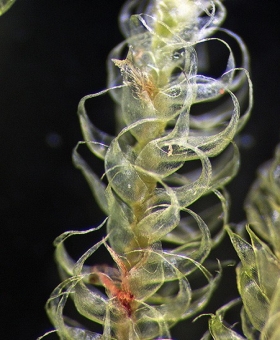 Name of common moss