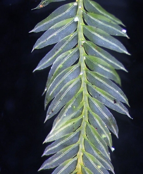 Name of common moss