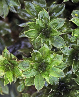 Name of common moss