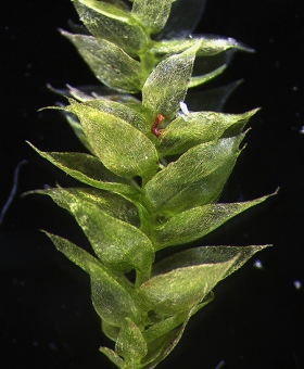 Name of common moss