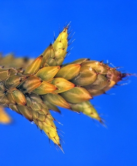 Name of common moss