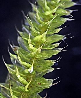 Racopilum cuspidigerum 287_br4-600