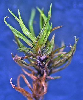 Weissia controversa 735_plt26-600