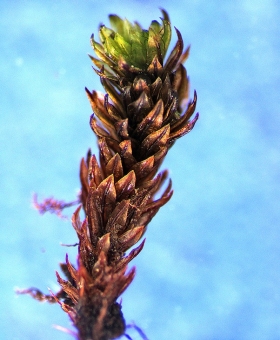Shoot with lower leaves