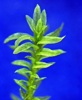 Zygodon intermedius 860_br15-600