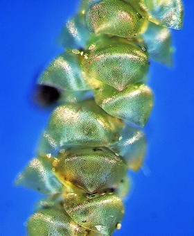 Lembophyllum divulsum 854_br13-600