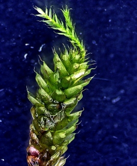 Name of common moss