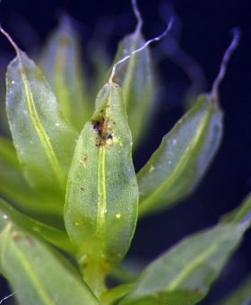 Name of common moss